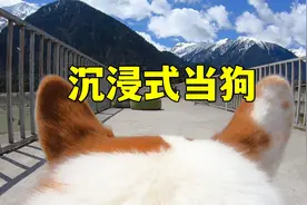 给狗带上摄像头，原来柯基眼里的世界是这样的