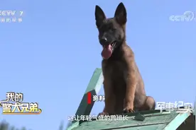 退役警犬看不得训导员教年轻警犬