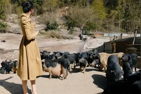 国企上班的表弟辞职了，被表哥骗回村养跑山猪，表嫂去看看咋回事视频封面