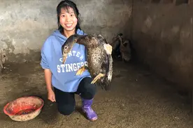 鸭毛怎么拔才干净？小秀教你一招，拔鸭毛比脱衣服还快