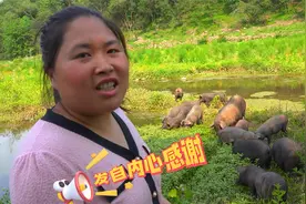 胖妹为粉丝选礼物，进山定40一斤的跑山猪，以表达自己的感激之情