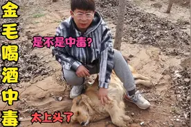 金毛偷喝了蜈蚣泡的酒，头晕无力口吐白沫，这是不是中毒的迹象?视频封面