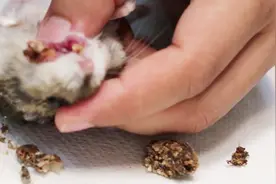 仓鼠得了颊囊炎，医生做手术发现，嘴巴里的肉都溃烂了，太疼了！视频封面