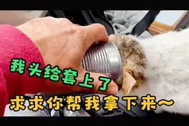 路人救下被罐盒卡住头的猫咪，获救后它不但不感激，还对其恶狠狠视频封面