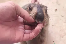 土拨鼠的牙齿有多强的破坏力？大家不要轻易触碰土拨鼠，很危险的视频封面