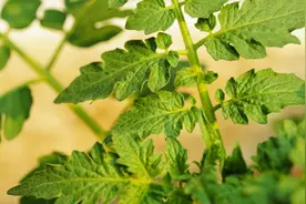 西红柿浇了几天就蔫了？到底是什么原因造成的？王老师这么说视频封面