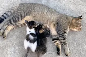 认错妈的小奶猫，竟然将错就错，直接喝起奶来了！视频封面