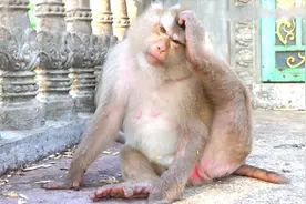 猴子用后脚挠痒痒,虽然是只老母猴了，但这动作还是那么萌