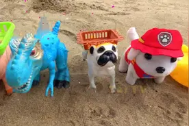 狗等动物寻找恐龙蛋，儿童益智卡通，婴幼儿宝宝早教游戏玩具视频视频封面