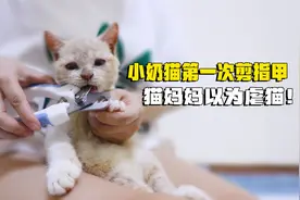 小奶猫第一次剪指甲，猫妈妈以为主人虐猫？急坏了！视频封面