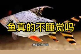 鱼真的不睡觉吗(1)视频封面