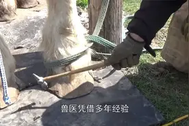 大象脚掌受伤穿孔，饲养员上演“花式修脚”，整个过程还挺解压！视频封面