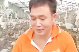 随着生活水平提高，有人发现鸽蛋的行情不错，一枚能卖6块钱以上视频封面