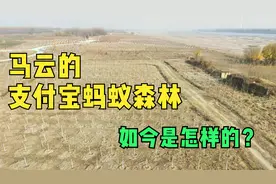 探访马云的蚂蚁森林，4年5.5亿人参与的公益项目，如今是怎样的？