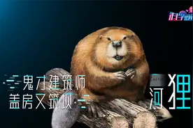 动物界的鬼才建筑师，自建豪华别墅带泳池，河狸到底有多聪明？视频封面
