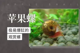苹果螺——极易爆缸的观赏螺