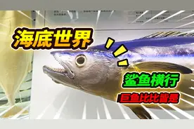 海底世界巨鱼堪比UFO，满池鲨鱼竟如此抢镜，最后沙曼好似海中蛇