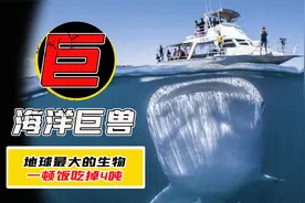 地球上最大的动物！体长33米的“深海巨兽”，生活在200米深海下视频封面