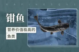 钳鱼——营养价值极高的鱼类