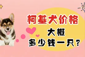 柯基犬价格大概多少钱一只？