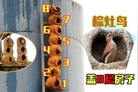 棕灶鸟为了讨媳妇，盖了8层楼，这房子是怎么盖起来的呢？