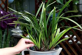 兰花多发根、发壮根，就靠这4步促根法视频封面