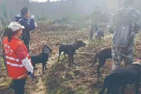 四川通江2万头野猪泛滥：属国家保护动物，毁坏庄稼农民也不敢杀