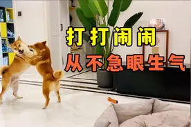 两只柴犬吃饱喝足以后，喜欢打打闹闹咬对方的脸蛋子视频封面