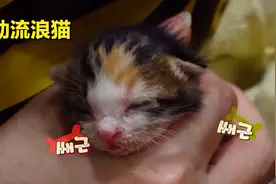 流浪猫生下5只小猫咪，最后只活下来一只，监控拍下意外真相！视频封面