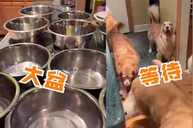 大户人家！11只金毛每月需要36斤狗粮，看到狗子后网友评论亮了