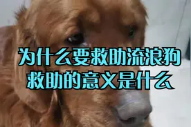 为什么要救助流浪狗，救助的意义是什么