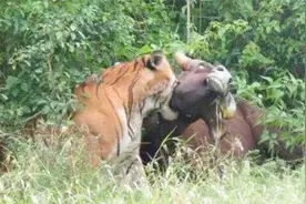 300斤老虎单挑800斤野牛，直接一招锁喉，不愧是百兽之王！视频封面