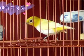 极品杂喉绣眼大唱音频，各种花口干净流畅，新鸟押口值得收藏拥有