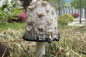 大齐赶海，发现大蛏王和小蛏子完全不一样，还有这样的鸡腿蘑