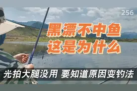 黑漂提竿不中鱼？是怎么回事？该如何调整?新手户外钓鱼技巧知识视频封面
