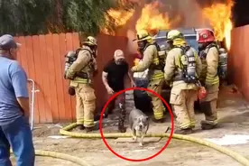 感动哭！美国男子冲进火灾现场营救心爱的狗狗，舍命相护视频封面