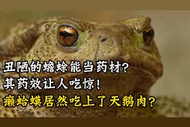 丑陋的蟾蜍能当药材？其药效让人吃惊、癞蛤蟆居然吃上了天鹅肉？视频封面