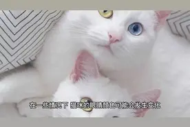 猫咪的眼睛是否会变色？