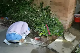 埃及鱼的跳跃能力很强，放在桶里都还能跳出来，“走路”更是强悍视频封面