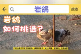 岩鸽和普通鸽子有区别吗？