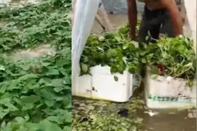 开封杞县突遭强降雨：县城一片汪洋、树木折断，农田被水淹没视频封面