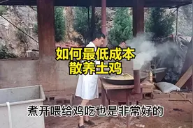 如何低成本养好土鸡，豆腐渣这样使用，一年轻松省下几十万
