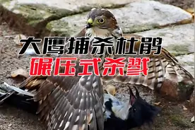 大鹰捕杀杜鹃鸟！碾压式杀戮啊！