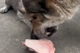 狗妈妈为什么要将小狗吃掉，背后原因令人后怕