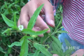 妹子寻找这种植物墨旱莲，白发脱发的克星，白发越洗越黑