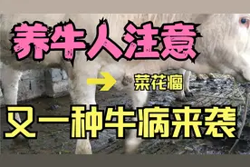 养牛人要注意，牛身上长出“菜花”状的肉瘤，如何处理和治疗视频封面