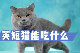 英短猫能吃什么？有很多，主人应该知道视频封面