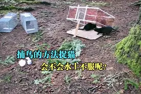 用抓麻雀的方法诱捕野猫，看起来有点奇葩，没想到效果令人意外视频封面