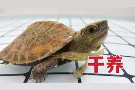 龟龟干养怎么做？需要注意哪些问题？3种方法分享给你！