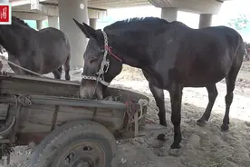 这里确实有好骡，驴骡和马骡咋区分，为什么驴骡要比马骡贵？
